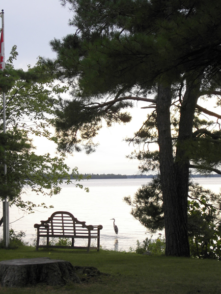 Bench--Blue-Heron.jpg